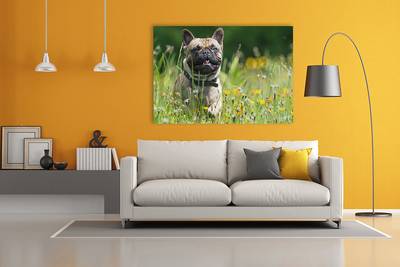 Foto op canvas  