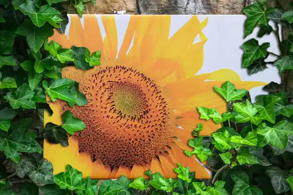 Onze tuinposters geven je bijvoorbeeld dagelijks uitzicht op je favoriete bloem, het hele jaar door.